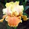 Ирис 'Инглиш Чарм' / Iris germanica 'English Charm'